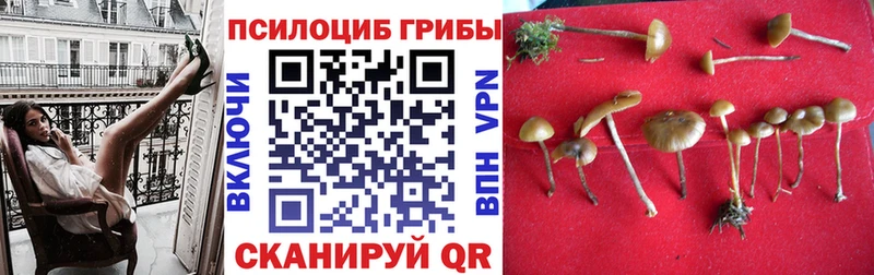 Псилоцибиновые грибы ЛСД  продажа наркотиков  Нюрба 